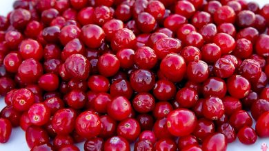 Cranberry Faydaları (Turna Yemişi) Nelerdir, Neye İyi Gelir?